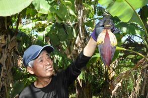 小下田でバナナ生産 新たな地場産業に―伊豆