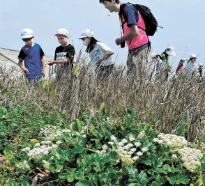 ハマボウフウが宮城・名取の閖上の浜辺彩る　地元の児童観察「昨年より花増えた」
