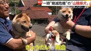 【復活】「奇跡の1枚」のきょうだいも再会　一時“絶滅危機”の「山陰柴犬」鑑賞会…約50匹集まる　鳥取・湯梨浜町