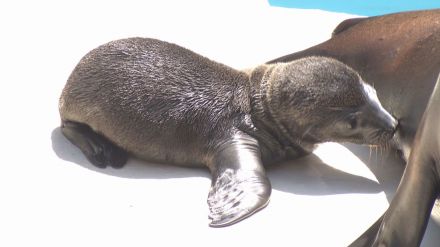 とべ動物園でアシカの赤ちゃん一般公開始まる【愛媛】