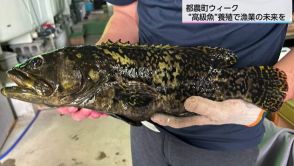 水産業の夢と未来をかけた高級魚「タマカイ」養殖プロジェクト　地域の新たなブランドへ