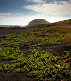 多くの人が意外と知らない、日本兵と一緒に硫黄島で闘った「朝鮮人軍属たち」