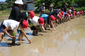 お米がとれるのが楽しみ　小学生田植え体験　11月には新米のおむすびを／岡山・津山市