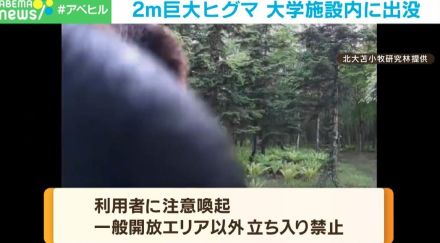 ち、近い！ 2メートルの巨大ヒグマの「鼻」が目の前に！ 大学施設内に出没 木の幹に背中をこすりつける仕草も