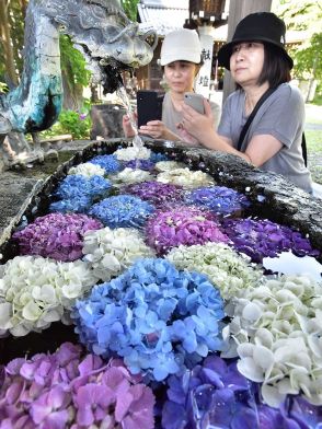 映える御利益、アジサイ浮かぶ花手水　岐阜市の若江神社