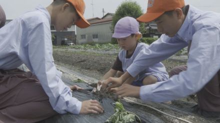 西条農業高校で園児がサツマイモの苗植えを体験【愛媛】