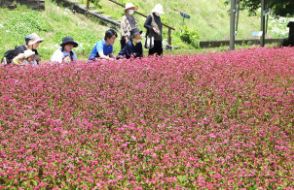 高嶺ルビー、色づき進む　長野県駒ケ根市や宮田村