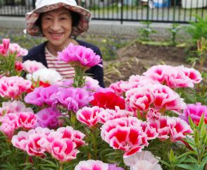 庭華やかに　「ゴデチヤ」が満開　白、ピンク、紫咲き乱れ／兵庫・丹波篠山市