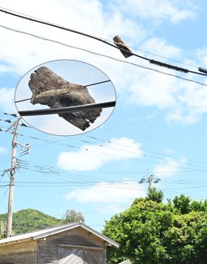 電話線に浮かぶ朽ち木　巻き込み成長、防災に影響も　奄美市笠利町