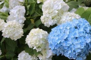 いまやっておきたい「6月ガーデンの梅雨対策」雨でもキレイな花が楽しめる植物も紹介します！