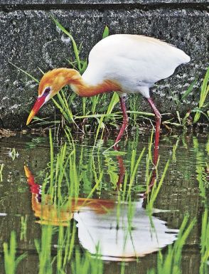 紀南地方にアマサギ飛来　水田で餌探し、和歌山