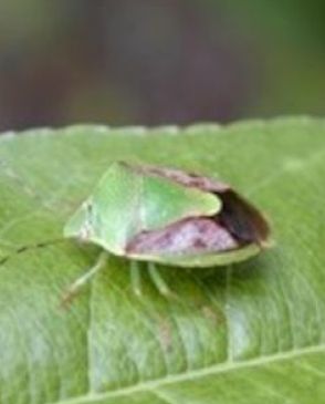 臭いだけじゃない、農作物も被害　徳島でもカメムシ大量発生…　ホームセンターでは殺虫剤PR