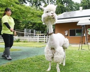 アルパカ 夏はトイプードル　毛刈りですっきり　鳥取県米子市「大山トム・ソーヤ牧場」