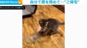 まだ警戒中？ 遊んでいたのに急に“ご帰宅”する保護猫 自分でケースの扉を閉じる姿にスタッフメロメロ