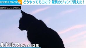 人間換算68歳 シニア猫が魅せる華麗な大ジャンプ！ 高所へ挑む瞬間は某ロゴのよう
