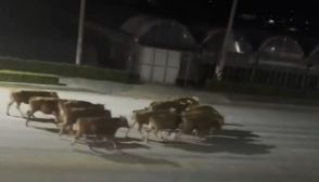 韓国・牛20頭が畜舎を脱出…群れが道路を闊歩して大騒ぎ