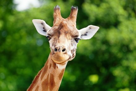 2歳女児が「宙吊り」に...キリンに餌を与えるはずが、咥え上げられてしまう衝撃映像にネット騒然（海外）