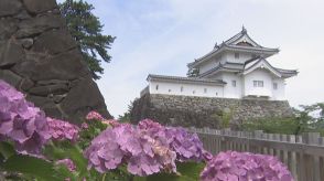 城址を彩るアジサイ　ピンクや白、紫など300株が鮮やかに　山梨・舞鶴城公園
