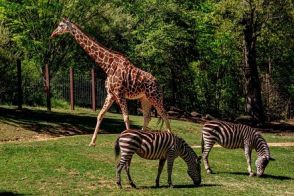 日本最古の動物園はどこ？　200人に取ったアンケート結果に思わず納得してしまう