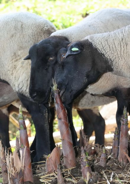 ヒツジは「旬の食材好き」、荒れ地のタケノコをむしゃむしゃ　グルメな働き者に飼い主が期待するのは…