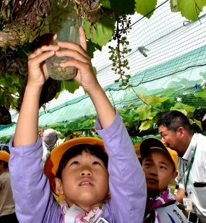 育て大きなブドウ　小学校3年生たちが古里学習でジベレリン作業を体験