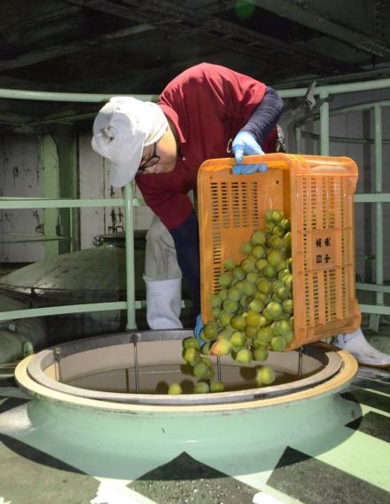 特産「南高梅」の梅酒　仕込み始まる　和歌山・海南の酒造会社