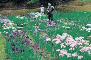 「花しょうぶ」間に合う　砺波・頼成の森、祭り１４日開幕　昨夏の大雨、甚大被害も修復完了