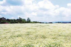 ハーブの絨毯どこまでも　メナード青山リゾート（三重県伊賀市）　ニッポン楽旅事典