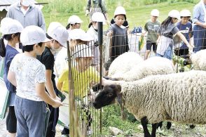 羊触れ命の大切さ知る　南木曽小2年生　梛野夢クラブを見学