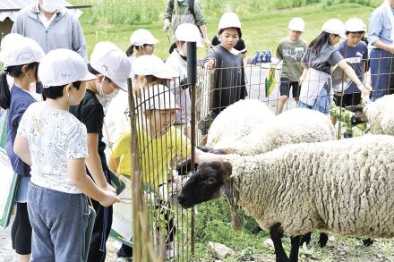 羊触れ命の大切さ知る　南木曽小2年生　梛野夢クラブを見学