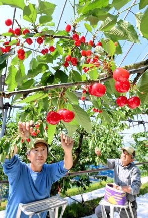サクランボ、旬到来　色づき鮮やか「佐藤錦」甘みもたっぷり　福島市の果樹園