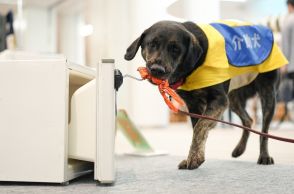 介助犬、車いす障害者支える～心いやす役割も～