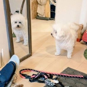 「目が合っていますよ」鏡越しにじーっと見つめてくる犬　なんともいえない観察するような表情に思わずドキッ！