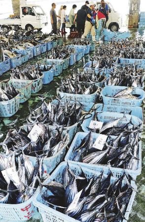 カツオケンケン漁好調　「近年で最も多い」和歌山県紀南地方の主要３漁港