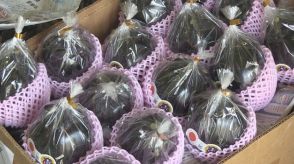 「黒い宝石」鯖江市の伝統野菜「吉川ナス」の販売開始 高い品質で香港にも輸出