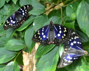 国蝶オオムラサキ、明日香に1500頭　専用ハウスを下旬に公開
