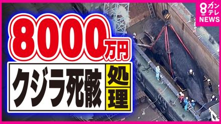 死んだクジラ『淀ちゃん』処理費8000万円「積算根拠が不明瞭」と監視委指摘　職員間で8000万に合わすやり取りも