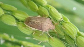 補正予算でカメムシ防除対策　農家に助成を　鳥取県米子市