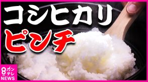 米の王様『コシヒカリ』が温暖化でピンチ　暑さに強い品種の開発競争が激化　滋賀産「みずかがみ」など健闘　コシヒカリを越えるか