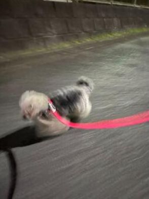 「時速100kmで歩いてたっぽい」犬に爆笑「コーナリングやばいw」「鎖でつながれた犬のダイナミズム」