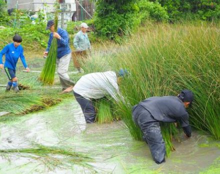 家族総出でビーグを収穫　大人の背丈ほどに育った「イグサ」を刈り取る　沖縄・うるま市で夏の風物詩