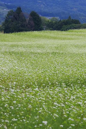 愛らしい直径5ミリの白い花、ソバ畑に咲き始める　長野
