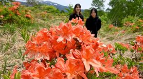 高原染めるレンゲツツジ　標高１６００メートル、岐阜・高山市で見頃