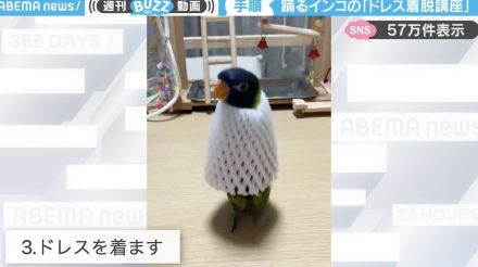 「最高にかわいい」インコがフルーツキャップ着用の儀式→“縦ノリダンス”→脱ぎ捨てるまでの様子に「準備運動が最高！」「一緒に踊りたい！」と話題沸騰