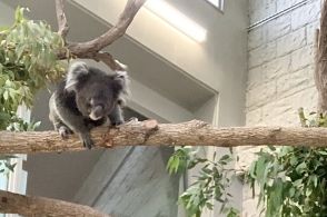 コアラの飼育員「降ってくる地点は読めるが撮影技術がない」→とっても躍動感のあるその姿に、思わず笑顔になる人が続出！