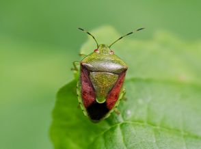 カメムシ県内でも大量発生　平年の6・5倍、果樹農家に対策呼び掛け【宇部】