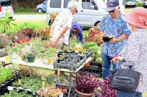植物生き生き品定め　若夏の大植木市、沖縄市であす6月9日まで　「散歩がてらに来て」