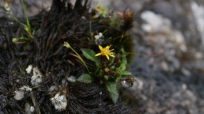 屋久島の植物、なぜ小型化?　東北大などが奇妙な法則を解明