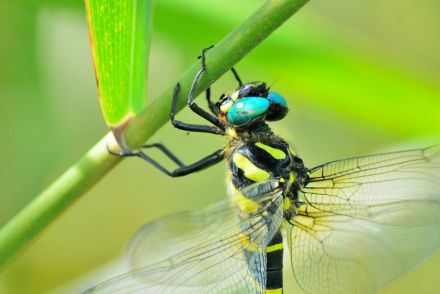 昆虫の専門家に教えてもらおう！　虫たちとの上手な付き合い方【トンボ編】