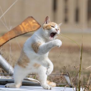 マイク片手に熱唱する猫「俺が世界のNYAZAWAだ！ ヨロシクにゃ！」【沖昌之】